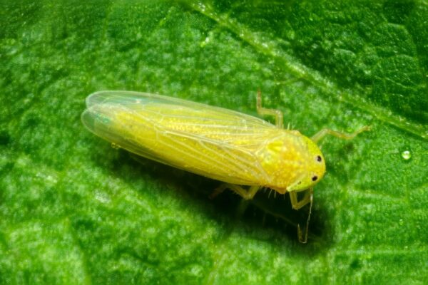 CIGARRINHA DO MILHO (FONTE: https://rehagro.com.br/blog/cigarrinha-do-milho-o-vetor-dos-enfezamentos-e-virus/)