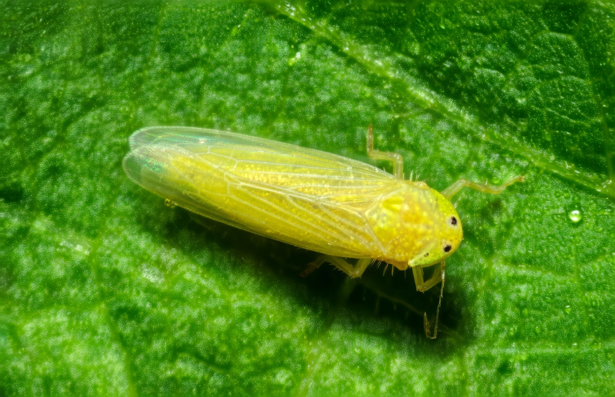 CIGARRINHA DO MILHO (FONTE: https://rehagro.com.br/blog/cigarrinha-do-milho-o-vetor-dos-enfezamentos-e-virus/)